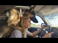 This is why german shepherds are the kings of comedy in the dog world 