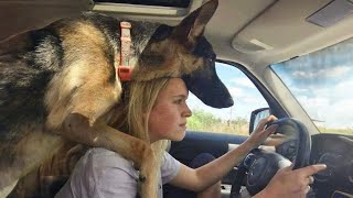 This is why German Shepherds are the Kings of Comedy in the Dog World 🐶 by Ginger Cat 480,087 views 1 month ago 9 minutes, 32 seconds