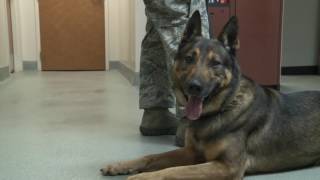 B-Roll of the Veterinary clinic on Shaw AFB