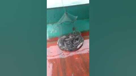 đi câu cá lăng đuôi đỏ. hồ tự nhiên