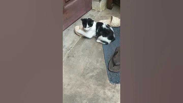 Watch the video about Funny cat part 9 😻😻😺😺 #cat #funny #memes #meow #kitty #cute #cutecats #angry #kitten #catlover