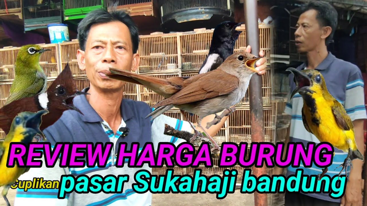 BURUNG MASTERAN HARGA 50 RIBUAN ‼️ CUMA DI PASAR BURUNG SUKAHAJI BANDUNG OMBYOKAN MURAH