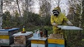 Белорусское Пчеловодство Bee&Ivtodi