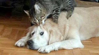 Click Here Only If You Wanna Laugh! - Craziest Cats & Dogs