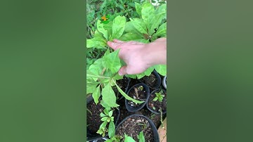 đợt mới cây giống quý xương rồng diệp long phòng và chữa rất nhiều loại ung thư, tiêu u, tiểu đường