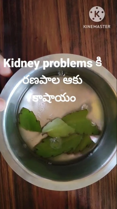 Ranapala Aaku kashayam ||Medicinal plant for Kidney problems| Ranapala chettu