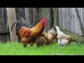 Beautiful rooster  with hens