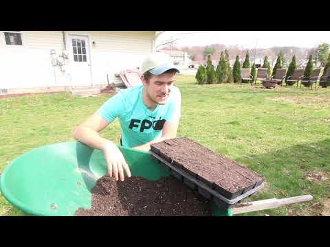 वीडियो: प्याज बीज शुरू - बीज से प्याज कैसे उगाएं