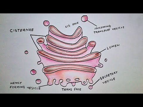 How to draw Golgi Apparatus || Labelled Biology Diagram of Golgi ...