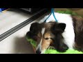ドギーマン 全身マッサー術 わんこの癒しを試してみた♪