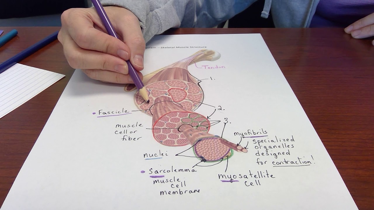 skeletal muscle anatomy review video 1 - YouTube
