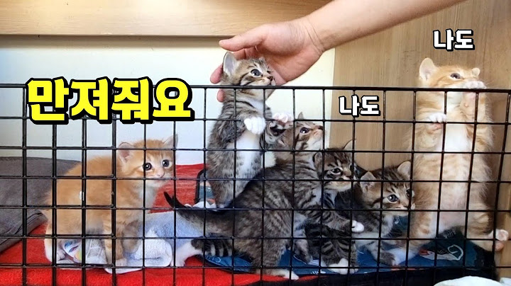 낯가림 0%, 사람을 너무 좋아하는 아깽이들