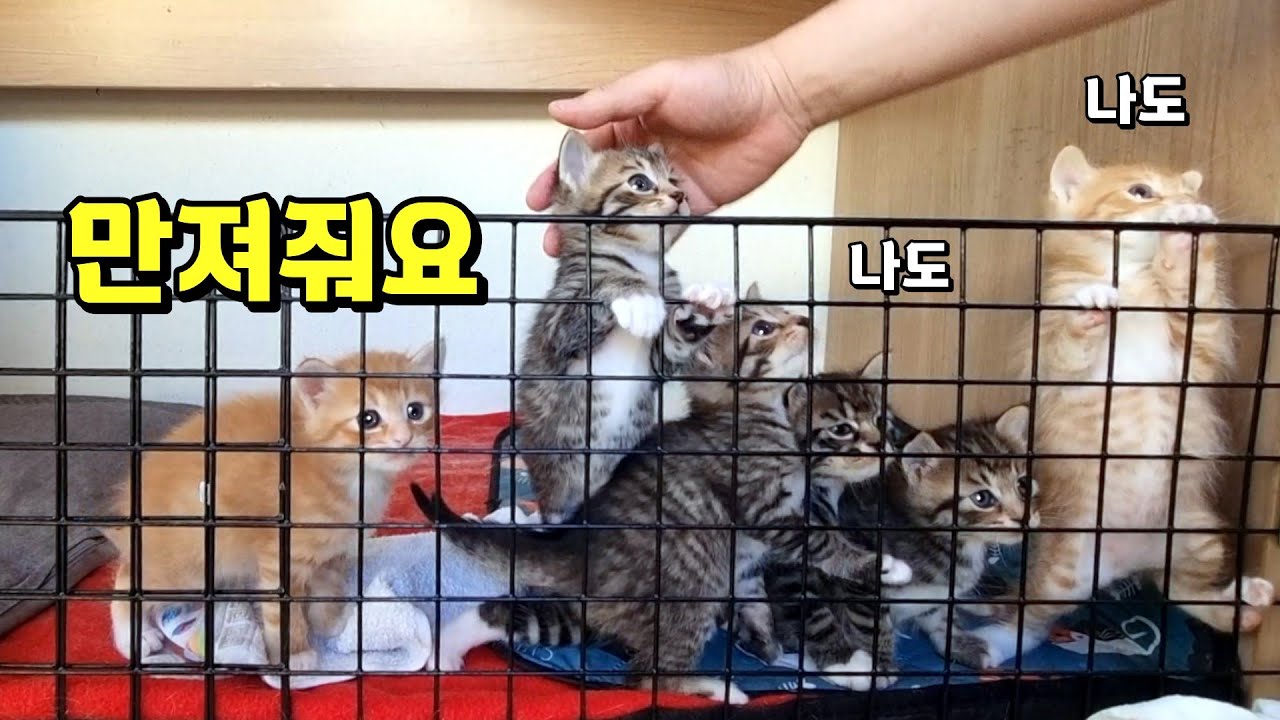 낯가림 0%, 사람을 너무 좋아하는 아깽이들 - YouTube