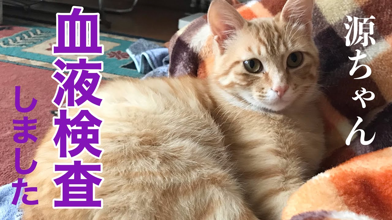 保護猫☆源ちゃん】血液検査をしました。その結果は・・ - YouTube