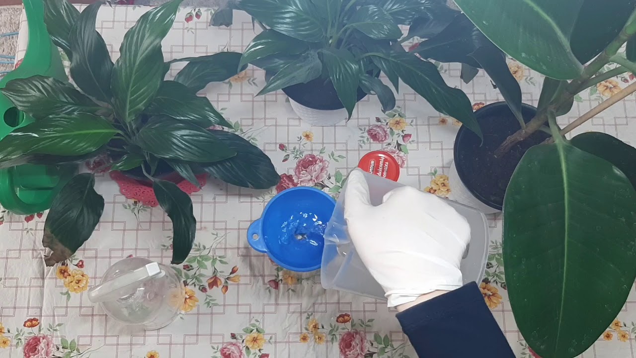 ÇİÇEKLER İÇİN BÖCEK İLACIYAPRAK BİTLERİNE VE BÖCEKLERE SON En