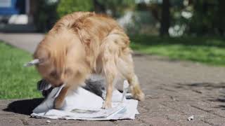 O2 “Be More Dog”