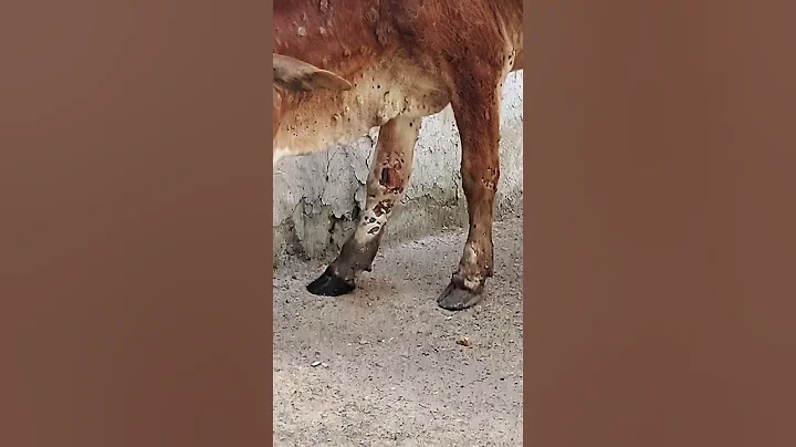 jay shree Ram 🚩#support me #gaushala #cows #gau #jaigaumata #gauraksha #gomata #krishna #love