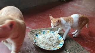 Cute kitty cat eating rice  and fish