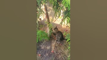 cat scratching a peach tree