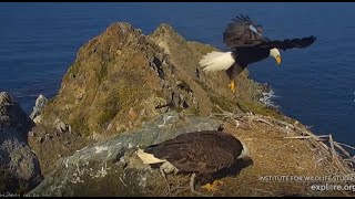 West End Bald Eagle Cam Catalina Island, California, USA - zmiana, Thunder  za  Akechetę 2021 02 21