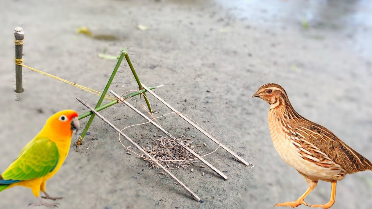 Easy Making Quick Pigeon Trap From village  - Really Unique Bird Trap#birdtrap#quick#23 #trap