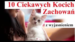 10 Ciekawych Kocich Zachowań z wyjaśnieniem