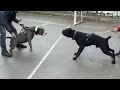 AMERİCAN BULLYXL VS CANE CORSO KARŞI KARŞIYA GELİRSE BÜYÜK BULUŞMA!!