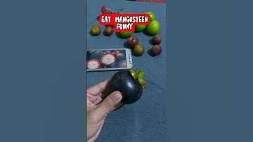 Ăn Trái Măng Cụt Hài Hước Tại Vườn Nhà | Eat Mangosteen In The Garden #fruit #buah #shorts