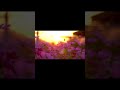 Inner Peace &amp; Mindfulness Music 🌿 | Gentle Bamboo Flute Sounds #meditation