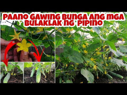 Video: Pagtitipid sa Binhi ng Pipino - Paano Mag-ani ng Mga Buto ng Pipino