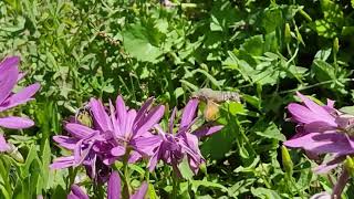 Capturing the Swift Elegance of the Hummingbird Hawk-Moth screenshot 1