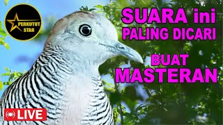 suara burung Perkutut Lokal Gacor spesialis pemikat cepat NYAUT