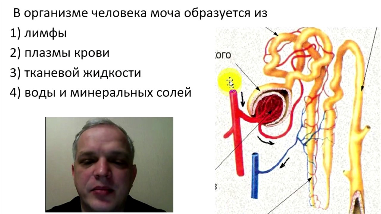 Из чего образуется лимфа изображения Из чего образуется лимфа изоражения