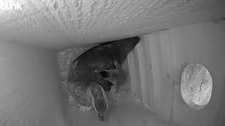Wood ducks born tucked in for the night will jump tomorrow and leave for Jackson Bottom