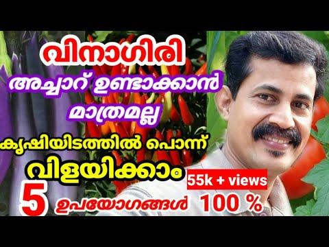 വിനാഗിരി കൊണ്ടുള്ള ഈ 5 ഉപയോഗം അറിഞ്ഞാൽ കൃഷിയിടത്തിൽ പൊന്ന് വിളയിക്കാം white vinegar hack our farm