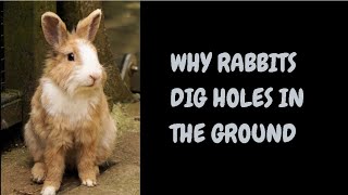 Why Rabbits Dig Holes In The Ground