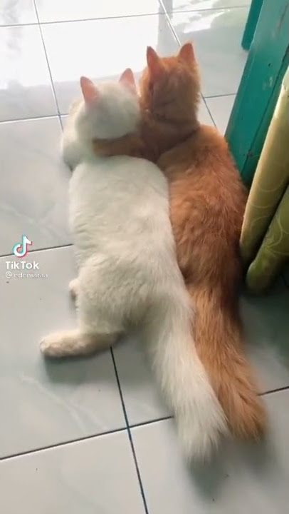 KUCING PACARAN
