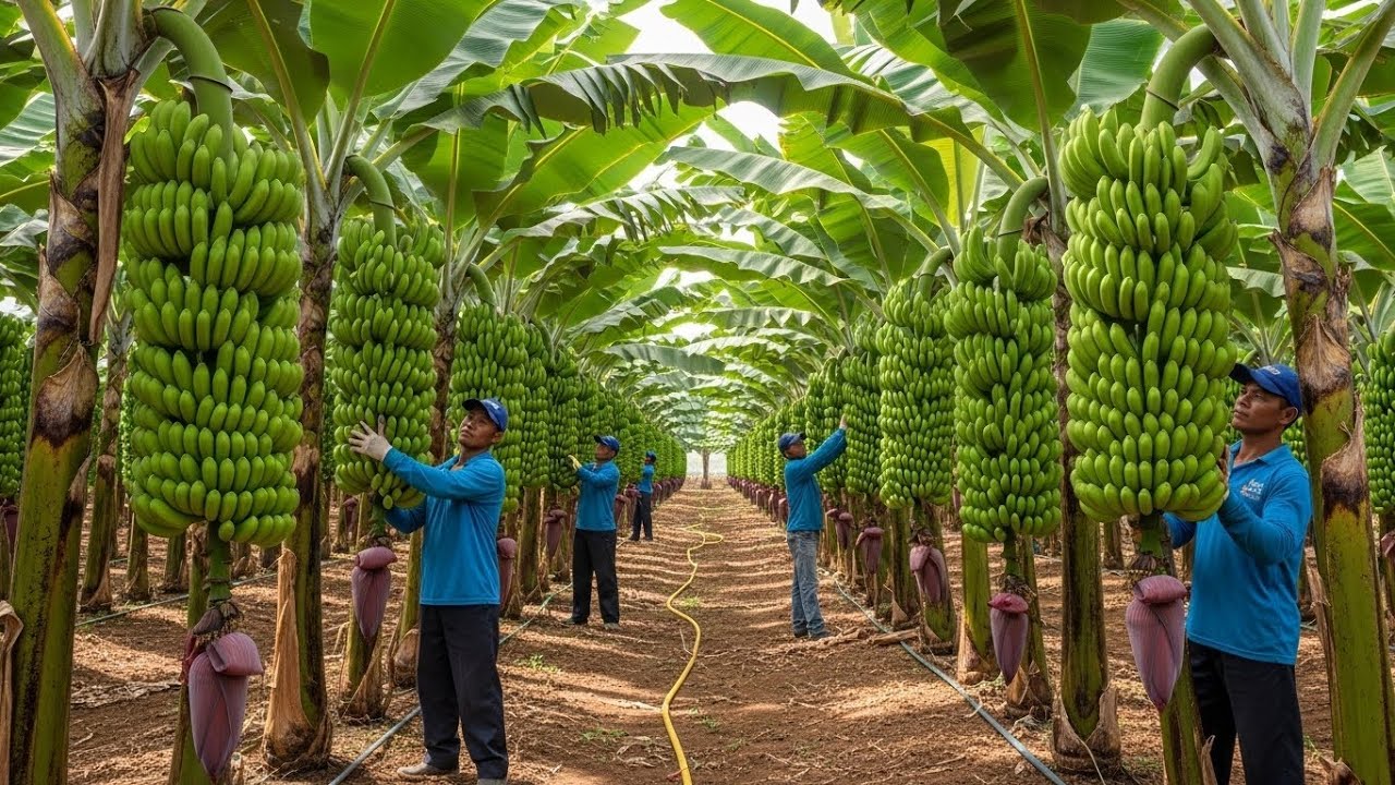 How Bananas Are Harvested in Large Orchards | Modern Farming System