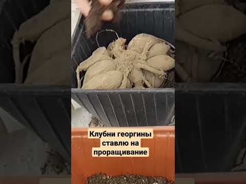 КЛУБНИ ГЕОРГИНЫ СТАВИМ НА ПРОРАЩИВАНИЕ.
