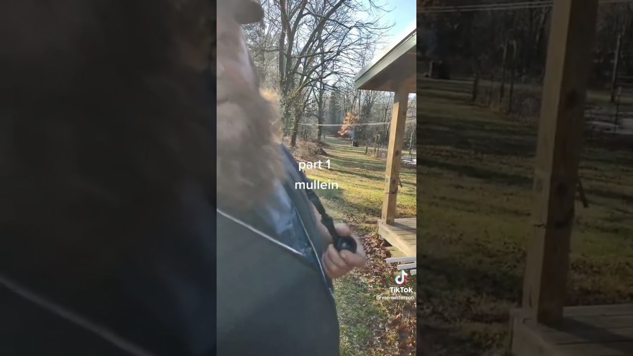 Smoking Mullein clears lungs.. great for pneumonia, cold, bronchitis, C.O.P.D .