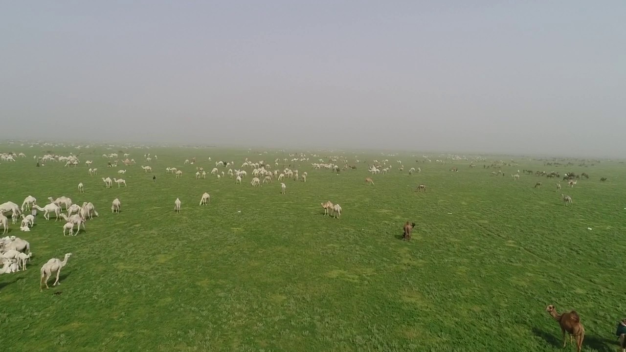 تصوير من داخل محمية روضة الخفس الشمالية ويلاحظ الكميات الهائلة من الابل يوم الجمعة ١٤٣٨/٦/٢٥هـ