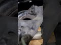 Fluid film saves chassis 8 year old car from ny