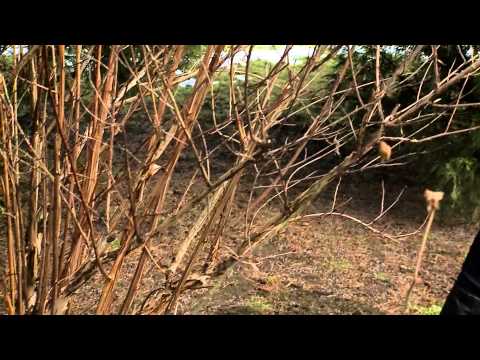 Videó: Tippek a bodza metszéséhez – mikor és hogyan kell metszeni a bodzát