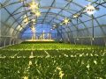 Выращивание салата гидропонным методом в Марий Эл