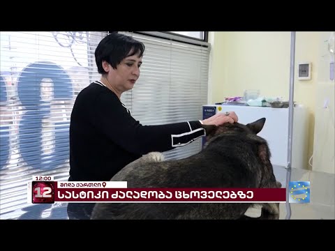 შიდა ქართლში უცნობმა პირებმა კატას სცემეს | ცხოველებზე ძალადობის გახშირებული შემთხვევები