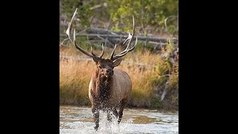 Elk Hunting in Washington State: Top Spots Revealed!