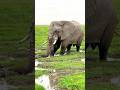 I Think This Is The Most Beautiful Place To See Ellis Amboseli Tembeakenya Magical I Think This Is The Most Beautiful Place To See Ellis Amboseli Tembeakenya Magical