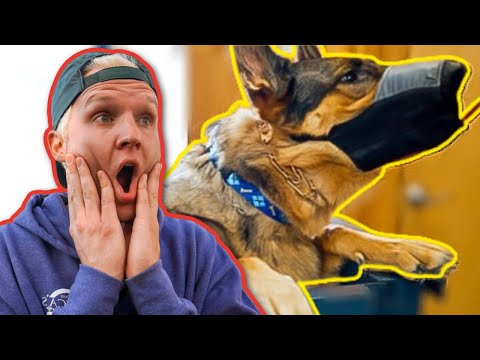 AGGRESSIVE GERMAN SHEPHERD TRIES TO BITE MY FACE!