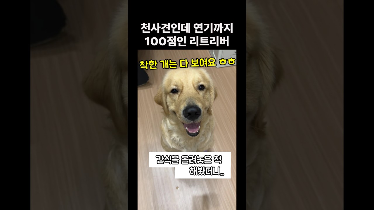 천사견인데 연기까지 잘하는 기특한 리트리버