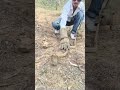 Indian spectacle cobra rescue 🐍 jamshedpur jharkhand #snake #viral #cobra #jharkhand #jamshedpur 🐍🐍